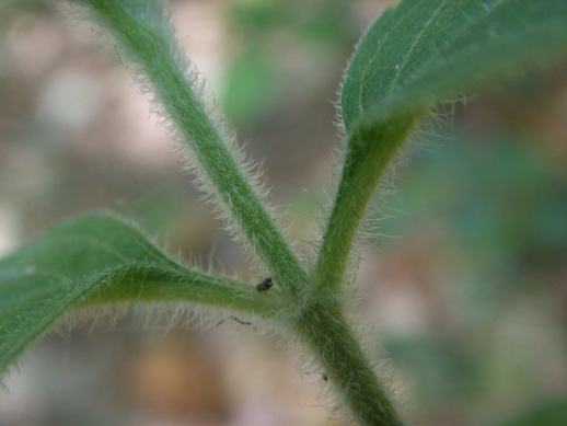 Pianta di sottobosco - Eupatorium cannabinum
